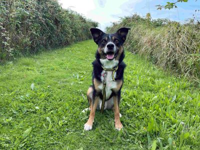 Bobby | Collie (Border) Cross | Loughborough - 2