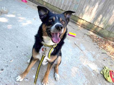 Bobby | Crossbreed | Loughborough - 4