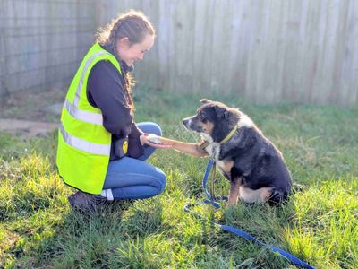 Bobby | Collie (Border) Cross | Loughborough - 4