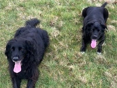 Bella | Collie (Border) Cross | Kenilworth (West Midlands) - 2