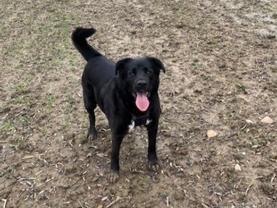 Bella | Collie (Border) Cross | Kenilworth (West Midlands) - 3