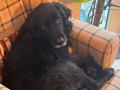 Codie | Spaniel (Cocker) Cross | Kenilworth (West Midlands) - 5