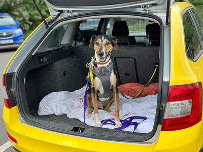 Benji | Crossbreed | Basildon (Essex) - 3