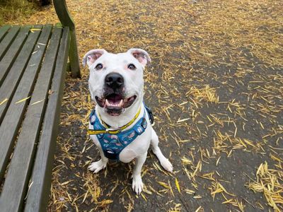 Tetley, a 8 years old male Staffordshire Bull Terrier available for adoption from Dogs Trust in Essex