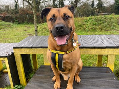 Snoops | Crossbreed | Snetterton (Norfolk) - 4