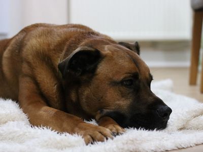 Snoops | Crossbreed | Snetterton (Norfolk) - 3