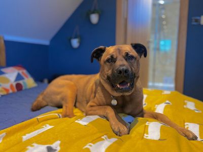 Snoops | Crossbreed | Snetterton (Norfolk) - 2