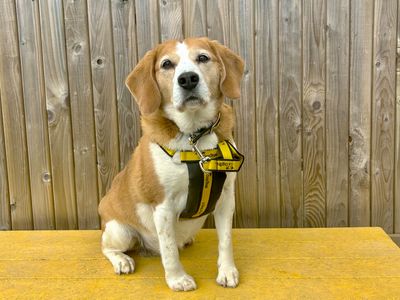 Maisie | Beagle | Ballymena (Northern Ireland) - 3