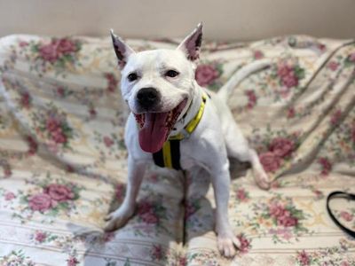 Cooper | Terrier (Staffordshire Bull) Cross | Shrewsbury (Shropshire) - 1
