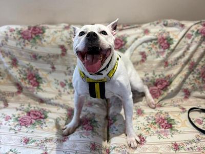 Cooper | Terrier (Staffordshire Bull) Cross | Shrewsbury (Shropshire) - 3