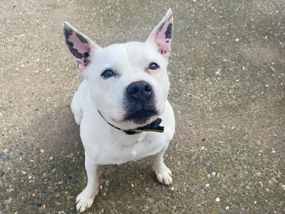 Cooper | Terrier (Staffordshire Bull) Cross | Shrewsbury (Shropshire) - 2