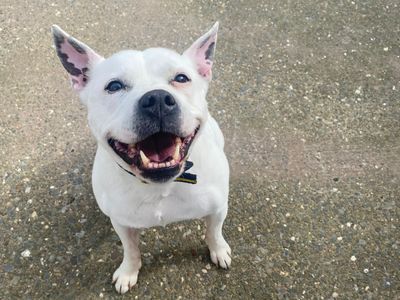 Cooper | Terrier (Staffordshire Bull) Cross | Shrewsbury (Shropshire) - 4