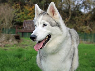Sky | Siberian Husky | Merseyside (Liverpool) - 4