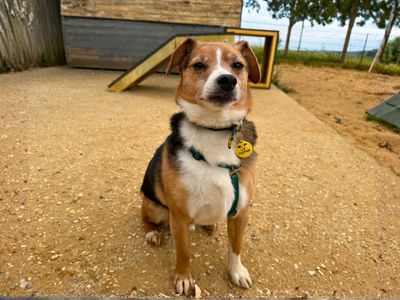 Buddy, a 8 years old male Crossbreed available for adoption from Dogs Trust in Wiltshire