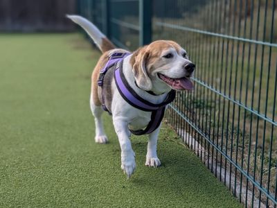 Poppy Beagle, a 8 years old female Beagle available for adoption from Dogs Trust in Kent