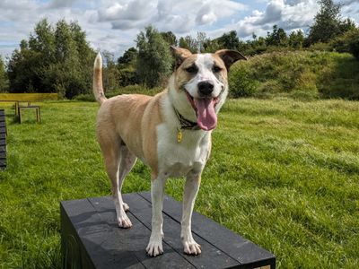 Layla | Collie (Border) Cross | Glasgow - 3