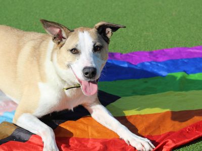 Layla | Collie (Border) Cross | Glasgow - 4