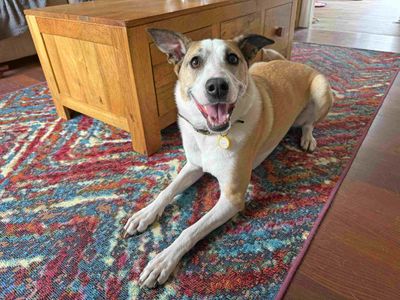 Layla | Collie (Border) Cross | Glasgow - 4