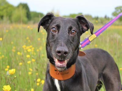 Barnaby | Lurcher Cross | Kenilworth (West Midlands) - 3