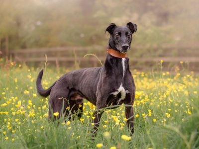 Barnaby | Lurcher Cross | Newbury (Berkshire) - 4