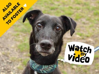 Barnaby | Lurcher Cross | Newbury (Berkshire) - 4