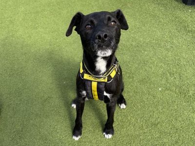 Archie | Terrier (Patterdale) | Snetterton (Norfolk) - 5