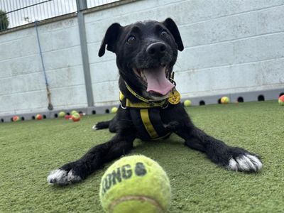 Archie | Terrier (Patterdale) | Snetterton (Norfolk) - 3