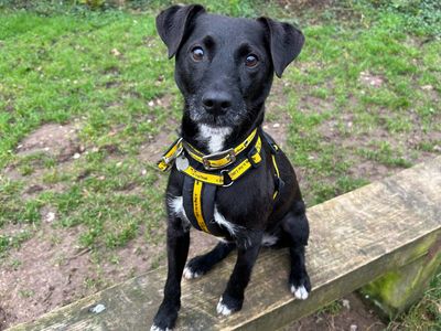 Archie | Terrier (Patterdale) | Snetterton (Norfolk) - 5