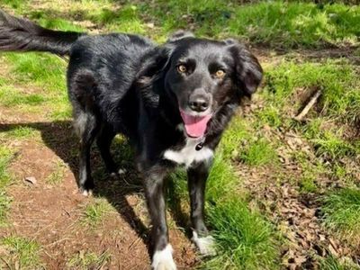 Maggie | Collie (Border) Cross | Shrewsbury (Shropshire) - 2