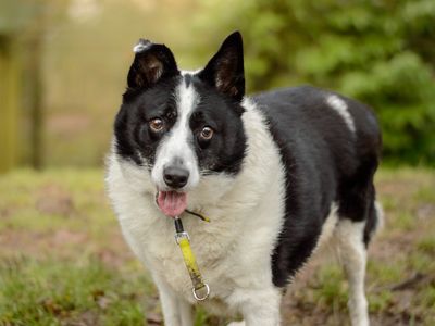 Crumble, a 8 years old male Collie available for adoption from Dogs Trust in Kenilworth, Warwickshire