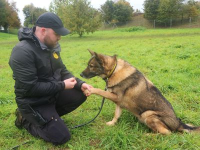 Tommy | German Shepherd Dog Cross | Shrewsbury (Shropshire) - 4