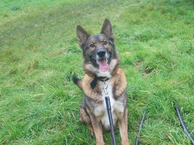 Tommy | German Shepherd Dog Cross | Shrewsbury (Shropshire) - 2