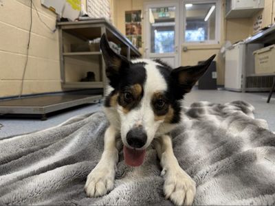 Ronnie | Collie (Border) | Loughborough - 3