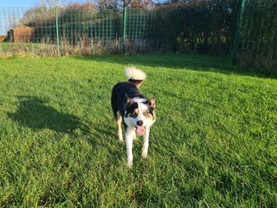 Ronnie | Collie (Border) | Loughborough - 2