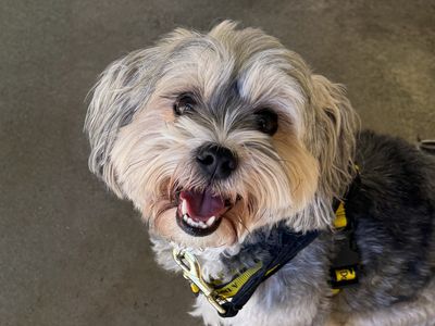 Gizmo | Terrier (Yorkshire) Cross | Basildon (Essex) - 3