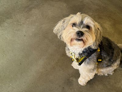 Gizmo, a 7 years old male Shih Tzu available for adoption from Dogs Trust in Essex