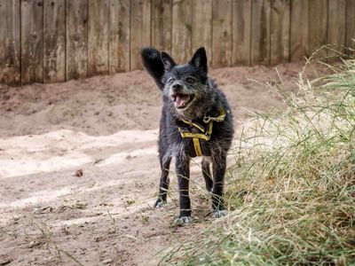 Drake | Crossbreed | Loughborough - 3