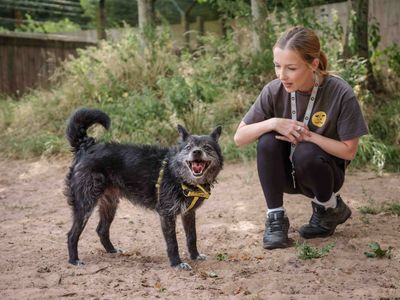 Drake | Crossbreed | Loughborough - 5
