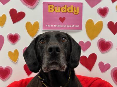 Buddy | Retriever (Labrador) Cross | Ballymena (Northern Ireland) - 3