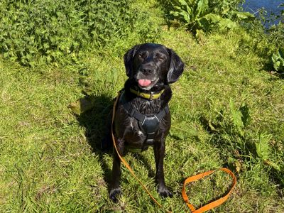 Buddy | Retriever (Labrador) Cross | Ballymena (Northern Ireland) - 5