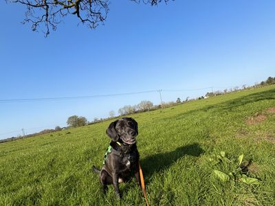 Buddy | Retriever (Labrador) Cross | Ballymena (Northern Ireland) - 3