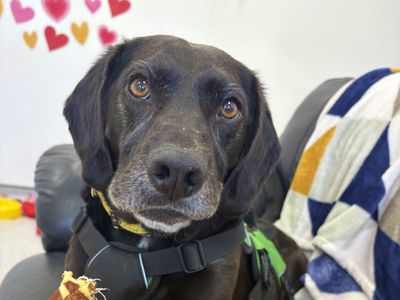 Buddy | Retriever (Labrador) Cross | Ballymena (Northern Ireland) - 5