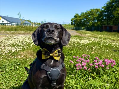Buddy | Retriever (Labrador) Cross | Ballymena (Northern Ireland) - 3