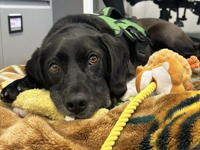 Buddy | Retriever (Labrador) Cross | Ballymena (Northern Ireland) - 5