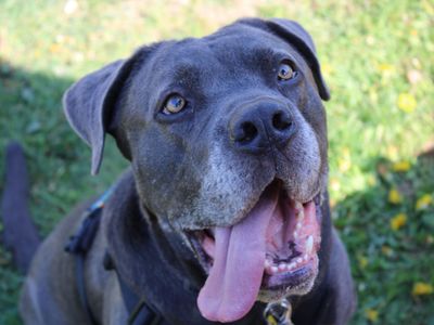 Moose | Italian Corso Dog Cross | Snetterton (Norfolk) - 4