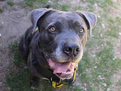 Moose | Italian Corso Dog Cross | Snetterton (Norfolk) - 2