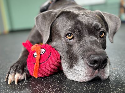 Moose | Italian Corso Dog Cross | Snetterton (Norfolk) - 2