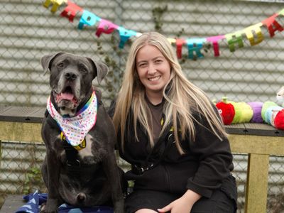 Moose | Italian Corso Dog Cross | Snetterton (Norfolk) - 2