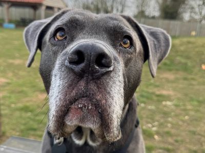 Moose | Italian Corso Dog Cross | Snetterton (Norfolk) - 4