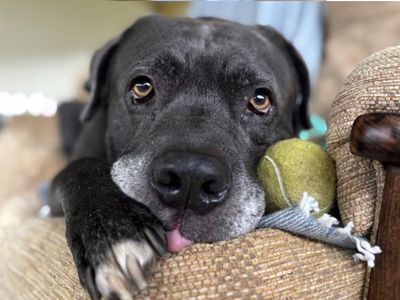 Moose | Italian Corso Dog Cross | Snetterton (Norfolk) - 4